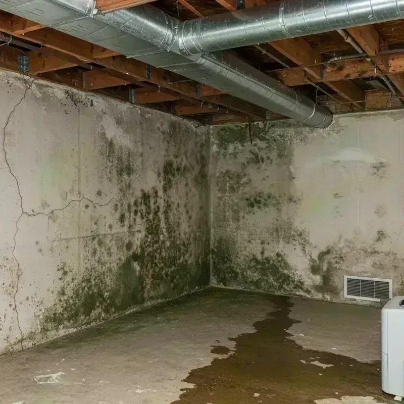 Professional Mold Removal in Caruthers, CA